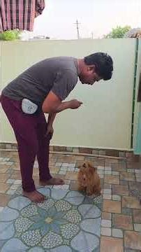 Teddy 🧸 The Poodle puppy Obedience Training ‪@BalusK9Dogtraining‬ #shorts #short #support