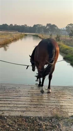 Aqua Allure was definitely living up to his name this morning, enjoying time in the pool. #horsesoftiktok #widdisonracing #equine #racehorse #fyp