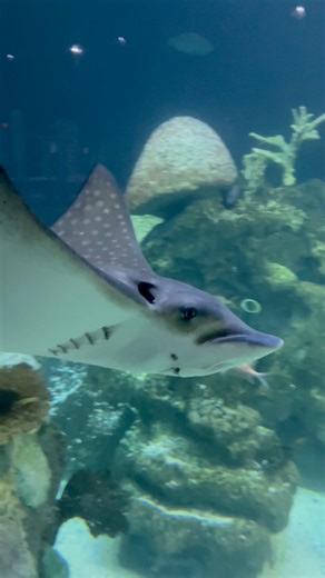 Spotted eagle rays are listed as endangered due to overfishing, habitat loss, and entanglement in fishing gear. These graceful swimmers are often seen near the surface or gliding along the ocean floor, and they’ve even been known to leap out of the water! These rays can have wingspans up to 10 feet and are known for their unique spotted patterns. You can help protect them by reducing plastic use and choosing sustainable seafood 💙#GreensboroScienceCenter #VisitGSO #EndangeredSpeciesDay #SpottedE
