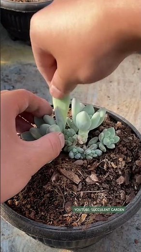 알아야 할 다육 식물에 대한 유용한 팁