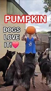 Why Your Dog NEEDS Pumpkin! 🎃🐺