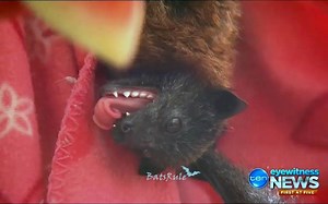 1.4K views · 92 reactions | #megabats ch10 adelaide heat report 012018 #flyingfoxes #fruitbats | BatsRule | Facebook