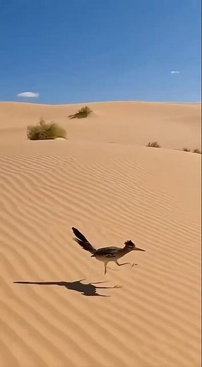 The real Road Runner appeared in a desert race in Qatar.