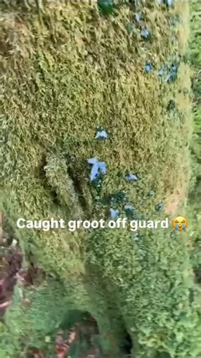 uncle troll on Instagram: "Groot Dih and the Echo Tree In the quiet realm of Verdantia, where trees whispered secrets and rivers sang lullabies, lived a mysterious creature named Groot Dih. Unlike other Groots, Dih wasn’t just made of bark and vine—he was born from an ancient tree struck by lightning during a celestial storm. His eyes glowed emerald, and his voice rumbled like distant thunder. Groot Dih roamed the forests alone, speaking little, but listening deeply. Legends said he guarded the 