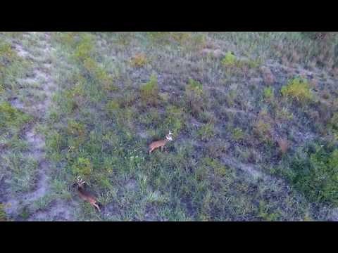 Big Buck Drone hunting best drone footage Chasing Deer out of our power plant.