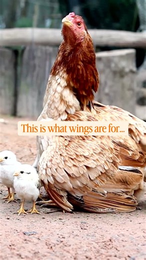 Ever wondered why we call caring people “mother hens”? 💞 | Animals Australia