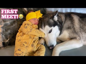 Husky Meets Our Newborn Baby For The First Time & Cannot Contain Her Excitement!! [CUTEST VIDEO!!]