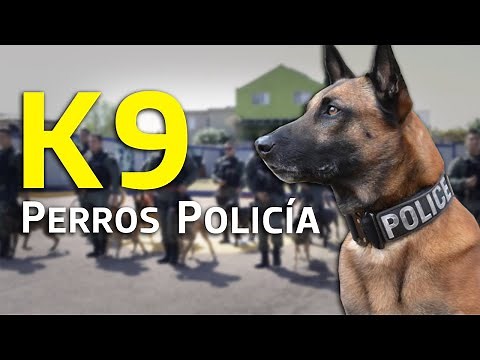 K9: Los perros policía que nos cuidan a diario