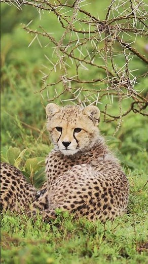 African Wildlife- 4K, WILD African Wildlife Adventure!