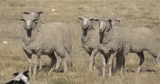 Sheepdog Trials are a sight to see at Trailing of the Sheep Festival