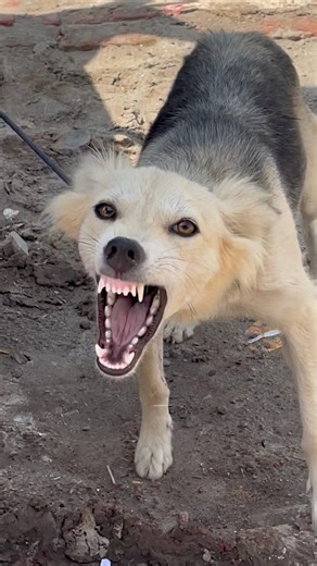 Aggressive Security Dog Barking Sound! 🐕🚫 #shorts