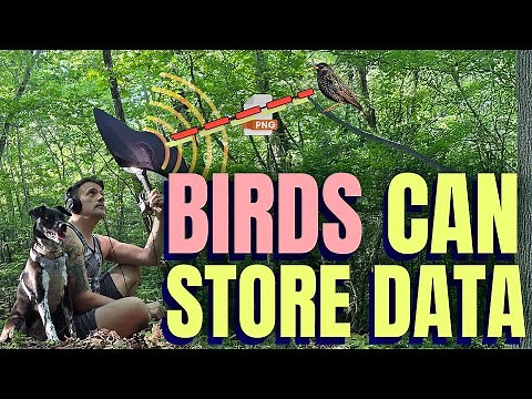 I Saved a PNG Image To A Bird