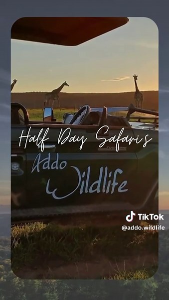 Looking for the ultimate Eastern Cape escape? 🐘✨ Spend your days at Addo Wildlife’s 4-Star Private Game Reserve with: 🏡 Luxury Accommodation 🚙 Half-Day Game Drives to BOTH our Private Reserve & Addo Elephant National Park 🦁 Up-close Wildlife Encounters at our On-Site Sanctuary 🍽️ Delicious Meals at Our Restaurant Adventure, comfort & nature – all in one place. 📍Book your wild getaway today at www.addowildlife.co.za #AddoWildlife #AddoElephantPark #EasternCapeGetaway #LuxurySafari #Wildlife