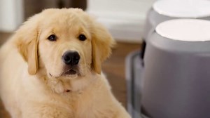 WeatherTech Pet Feeding System TV Spot, 'Safe and Stylish Revised'