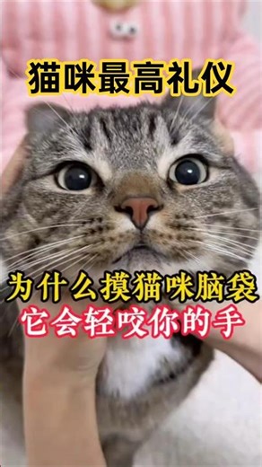 The real reason why your cat gently bites your hand when you pet its head! #PetsLife #ConfusingCa...