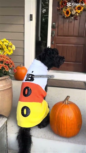 He puts up with me and so many other people, truly the sweetest #dog #sweet #movie