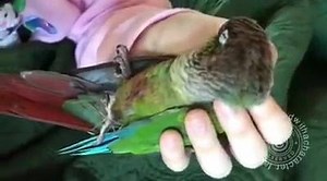 This is Charlie. He's blind but he is the cutest bird in the whole world ❤ Sleeping in Mimi's hand. | Bird with a character