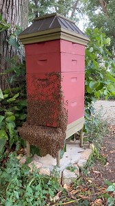 Bearding: when bees cluster outside the hive to help regulate the temperature on hot days. It helps the brood nest from overheating and creates better ventilation within the hive #beekeeper #Bees #bearding #beehive #beekeeping | Bowser Bee