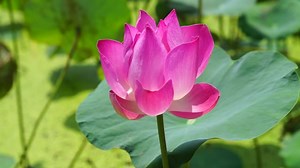 Lotus Flowers, Blooming, Meditation. Free Stock Video