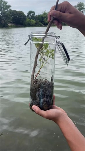 Let me now if you want updates in the comments! ??? #ecosystemjar #ecosphere #ecosysteminajar #jararium #foryou #foryoupage #fyp