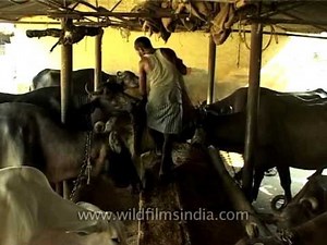 Buffalo farming in India