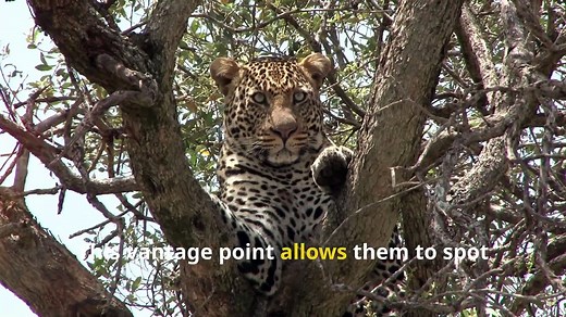 Incredible Leopard Facts, Secrets of the Tree-Climbing Big Cats!