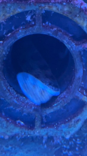 🌊 Have you noticed the young snowflake eels at #cleaquarium? Eventually they’ll grow to roughly two feet long! #natureiscurious #splashofwonder | Greater Cleveland Aquarium