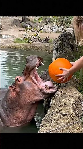 "Hippos Eating Pumpkins! Halloween Feast! 🎃 #Hippos #cute #love #halloween #happy #funny