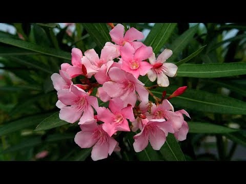 beautiful oleander flower