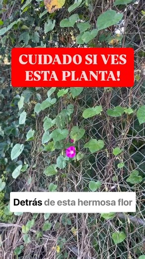 Detrás de la hermosa flor de la Ipomea se encuentran algunos peligros que debes saber! #plantas #naturaleza #ipomea #jardin #flores #flor #nativas | Planeta Jardin