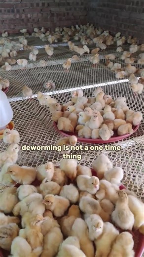 2.5K views · 38 reactions | Why Your Chickens Need Regular Deworming. #layerchickens #broilerchickens #farmingtips #agriculture #healthychicken #backyardchickens #naturalfarming #farming #poultry #poultryfarming | Poultry Tips | Facebook