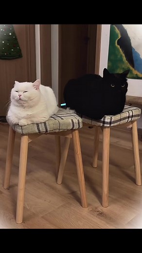 Head bunts back and forth = true love 💞🐾 #cataffection #lovelypair #reelsfypシ | Lomapage