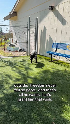 UPDATE: NITE TRAIN WAS ADOPTED! Meet Nite Train (A582844), the most dangerous dog we have at the shelter. Three years old and 70lbs of muscle, Nite Train is healthy, strong and terrifying. One look at his face and you know he means business. Or at least that’s just how most people see him. For us, his only crimes are aggressive cuteness and extreme shyness. His sentence? A lifetime with a great family, who will have patience and take their time, and never, ever let him go. Most people walk right