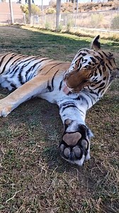 48K views · 3.1K reactions | So pretty! #zion #animals #tigers #pretty | Brittney & Zion | Facebook
