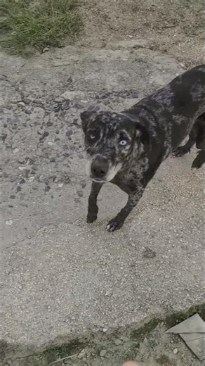 Ella es mestiza, pero es preciosa 💎🐕 #viralpets #mascotas