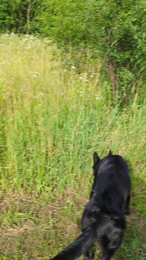 4.2K views · 92 reactions | Kevin is available. He is not free. Email shieldk9dogs@gmail.com if you are interested. | Shield-K9 Dog Training | Facebook