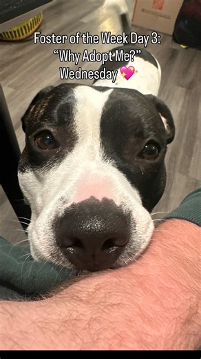 1.2K views · 36 reactions |  Why Adopt Me Wednesday: Jonesy Edition...