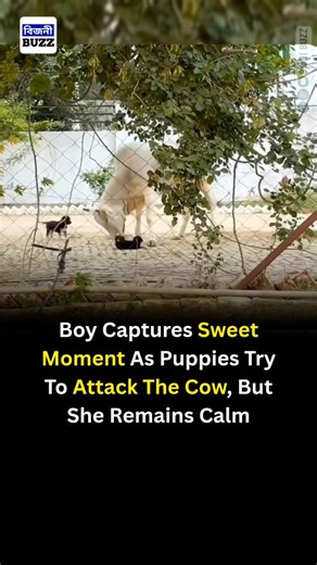 BIJNI BUZZ on Instagram: "in a heartwarming and adorable moment captured on camera, a curious group of playful puppies tries to approach the calm and gentle cow, creating an unforgettable scene full of innocence and charm. Despite their energetic attempts, the cow remains patient and serene, showing a beautiful display of tolerance and kindness. This touching interaction between different animals reminds us of the simple joys and unexpected friendships found in nature. Moments like these highlig