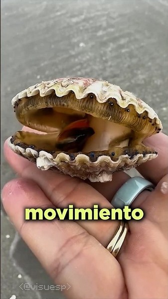 You Probably DID NOT Know This About Clams!
