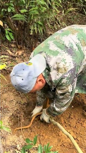 Unveiling the Mystique of the Golden Threaded Eucommia: A Timeless Wonder