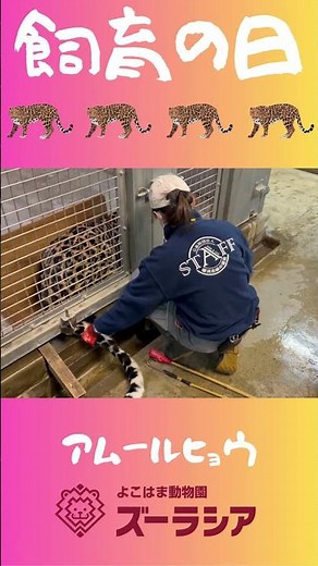 【飼育の日⑨】アムールヒョウの採血トレーニング【ズーラシア公式】#shorts