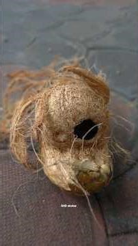 Monkeys Invasion at Home #invasion #monkey