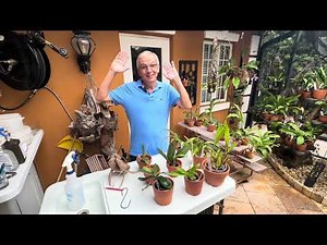 Tree Fern Fiber: a promising "new" medium to grow your orchids