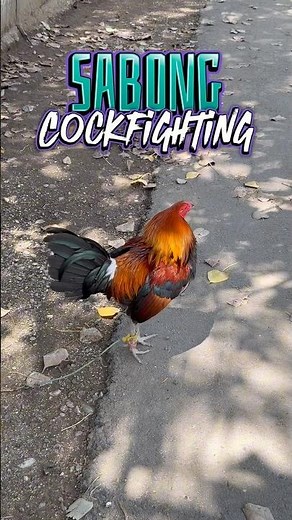 For Sabong , Cockfighting Rooster , Philippines