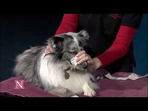 How to Apply a Gauze Muzzle to a Dog