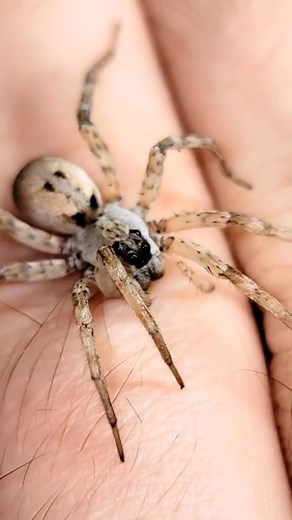 Meet one of our wolf spiders. Beautiful markings and quick as hell #venomman20 #venomouskeeper #venom #spider #venomous #venomousspiders #venomousanimals #spiders #spidersoftheworld #spidersarecool #spidersarefriends #wolfspider #whitewolfspider | Venomman20
