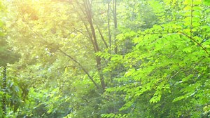 Aralia spinosa, commonly known as devil's walking stick, is woody species of plant in genus Aralia, family Araliaceae, native to eastern North America. Various names refer to viciously sharp
