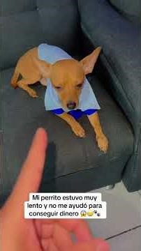 My little dog didn't help me get money 😱🐾😂 #trending #dogs #dog #shorts