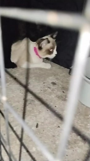 Cat Mating - A Fascinating Natural Process