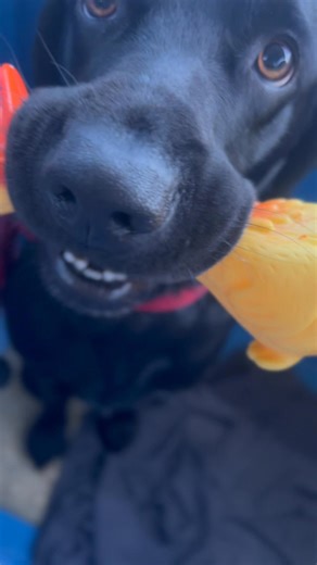 Bruce has been groomed since a puppy. And doesn’t it show? Calm, relaxed and holding a chicken 😂 | Paw Prince